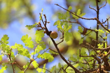 Bahar ormanındaki bir meşe ağacının dallarında meşe palamutları.
