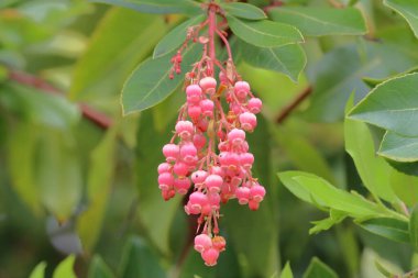 Güzel botanik çekimleri, doğal duvar kağıtları. Baharda bahçede bir ağaçtaki pembe çiçeklere yakın çekim.