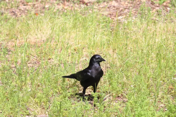 Otların arasındaki siyah kuş. Parktaki çimlerin üzerinde yürüyen siyah karga. (Corvus corax)
