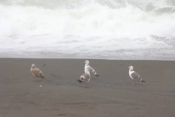 Martı denizde uçuyor. İspanya 'nın La Palma, Kanarya Adaları sahilinde martılar..
