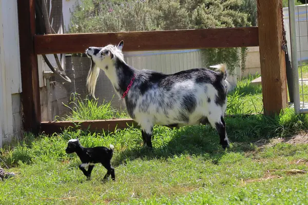 Bebekli küçük siyah keçi. Küçük siyah beyaz kedili keçi çimlerin üzerinde duruyor.