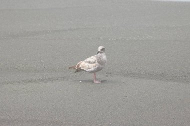 Beyaz ördek gündüz vakti sokakta yürüyor.