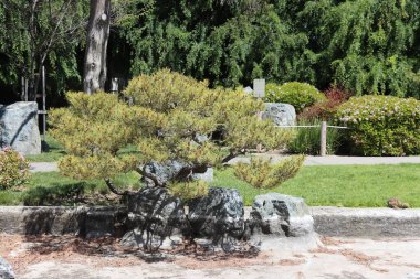 Parkın güzel manzarası. Bahçedeki Bonsai ağacı, yeşil bitkilerle dolu Japon bahçesi.