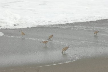 Denizde kuşlar. Vahşi doğada kumulda kum çullukları. Kum çullukları yiyecek arıyor..