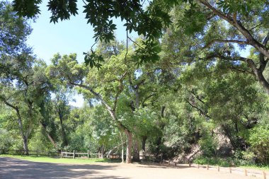 Parktaki ağaçların güzel manzarası güneşli bir günde parktaki yeşil ağaçların manzarası..