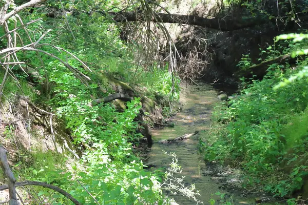 Ormanda bir dere. Ormanda bir dere. Ormanda ilkbahar. Ormanda ilkbahar.