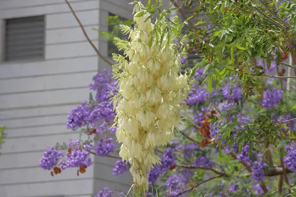 Bahçedeki yeşil yaprakların arka planında beyaz yukka çiçekleri