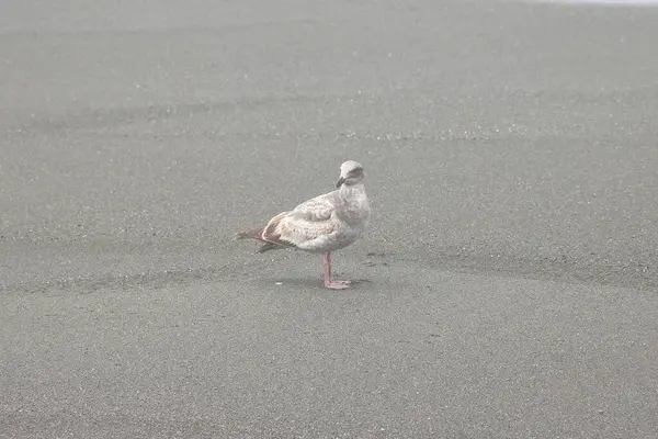 Beyaz ördek gündüz vakti sokakta yürüyor.