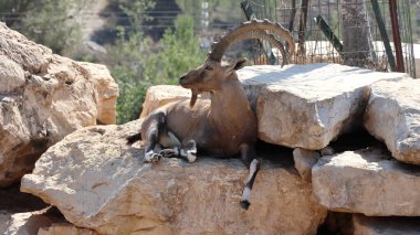 Büyük beyaz boynuzlu ve büyük boynuzlu bir keçi güneşli bir yaz gününde hayvanat bahçesindeki bir kafeste bir kayanın üzerinde oturur.