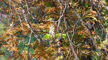 Sonbahar yaprakları, sonbahar bitkileri. UKRAİNA.