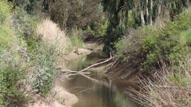 Ormandaki nehir. Mısır çölünde ağaçlar ve çalılarla dolu bir nehir..