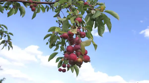 Bir dalda kırmızı elmalar. Kyiv. Ukrayna.
