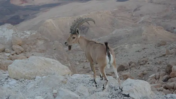 Dağın ortasında beyaz keçi
