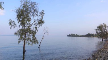Sabahları ağaçlarla dolu göl. Kineret. İsrail.