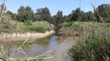 Ormandaki nehir. Ebro Nehri Katalonya, İspanya. Ebro Nehri Katalonya 'nın en büyük nehridir..