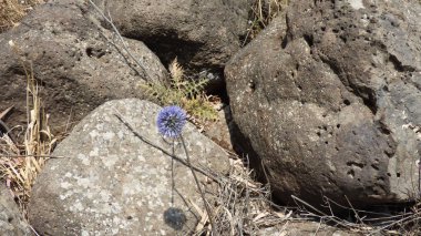 Çiçek tarlasının güzel doğal manzarası. İtalya, Sardunya 'da bir devedikeni çiçeğinin üzerindeki saman böceği.