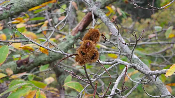 Ormandaki ağaç. Yenilebilir kestanenin meyveleri..