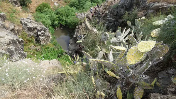 Parktaki güzel bitkilerin yakın plan fotoğrafı.