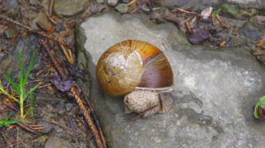 Bir salyangoz orman yolunda sürünüyor..