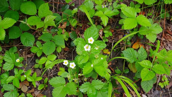 Bahçedeki güzel çiçekler. Ukrayna.