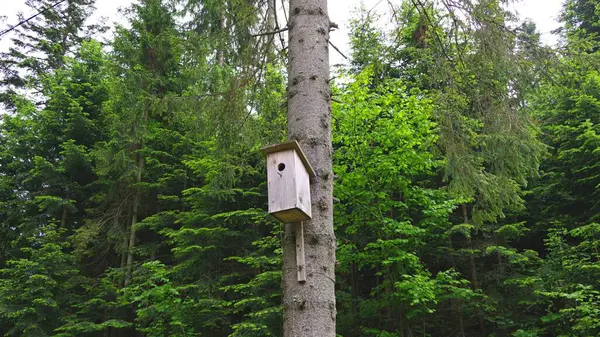 Kuş evi, ağaç, doğa, hayvan. Ukrayna.