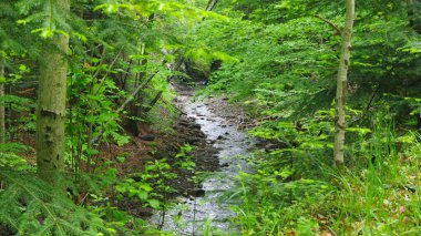 Ormanın güzel manzarası