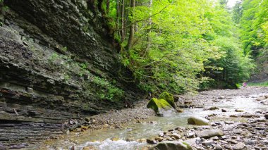 Ormandaki nehrin güzel manzarası. Ukrayna.
