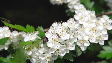 Ağaçtaki güzel çiçekler, çiçek konsepti