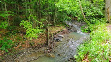 Ormanda şelale, doğal arka plan. Ukrayna.