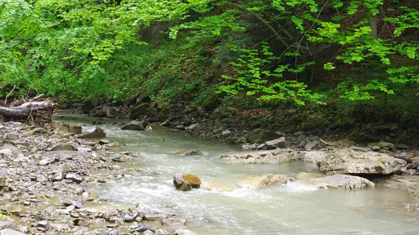 Ormanda akan bir derenin güzel bir görüntüsü. Ukrayna.