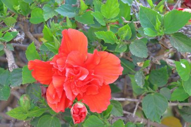 Bahçedeki kırmızı Hibiscus çiçekleri