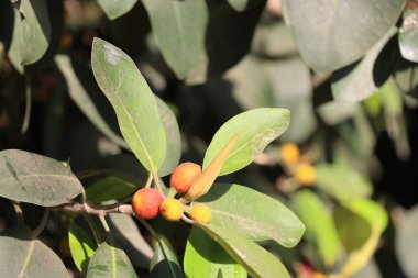 Şehirdeki ağaçtaki meyveler. Bahçedeki carissa carandas ağacının meyvesi..