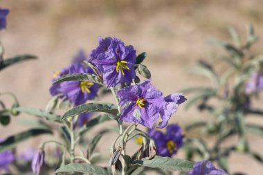 Açık havada açan çiçekleri kapatın. Solanum angustifolium 'un mor çiçekleri. Solanum angustifolium.