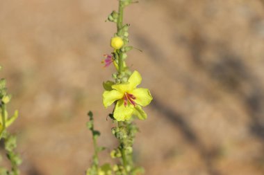 Gündüzleri çiçek açan çiçekleri kapat. Sarı mullein çiçeği (Verbascum officinale)