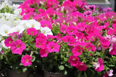 Bahçedeki güzel çiçek. Çiçekçide pembe ve beyaz petunya çiçekleri.
