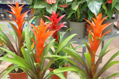 Güzel kırmızı çiçek bir saksıda, bir bahçede