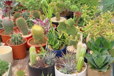 Saksıda kaktüs ve kaktüs. Kaktüs ve ahşap masadaki saksılarda sulu su..