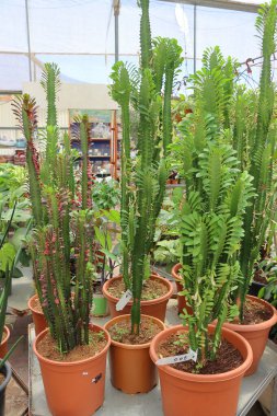 Güzel botanik çekimleri, doğal duvar kağıtları. Kaktüsler, bahçe dükkanındaki raflardaki saksılarda satılık..