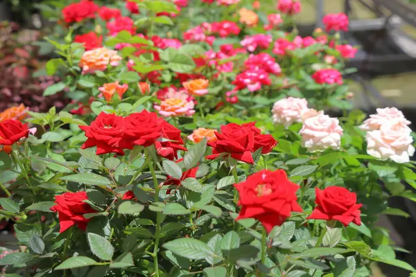 Bahçedeki güzel güller. Yazın bahçede kırmızı ve pembe güller. Seçici odak.