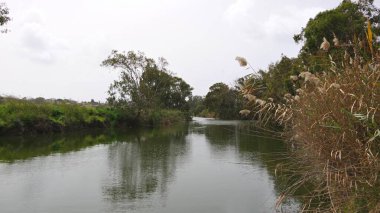 Ormandaki nehir. Parktaki küçük nehir. Nehir Alexander. İsrail..