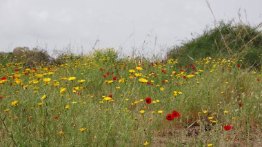 Kırmızı gelincik çiçekleri tarlası, kış. İsrail. Kuzey.
