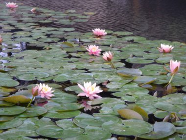 Bahçede açan pembe nilüfer. Gölette yeşil yapraklı ve pembe çiçekli zambak..