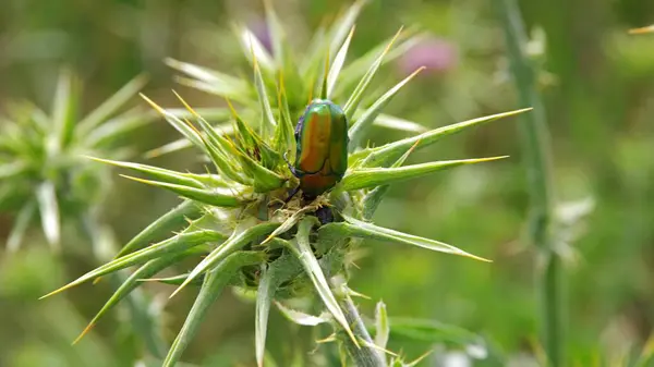 Çiçekli yeşil çimen. Kuzeye. İsrail.