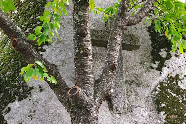 Yosun ve ağaçlı eski taş duvar