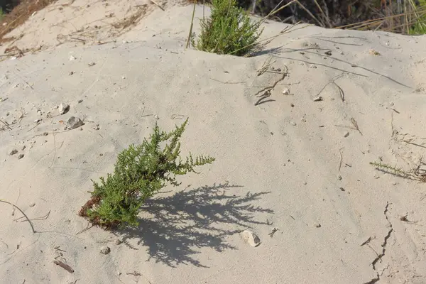 Maspalomların kum tepeleri, Büyük Kanarya