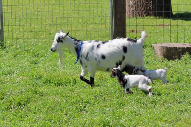Keçi ve küçük keçi yeşil çimenlerde birlikte oynuyorlar..