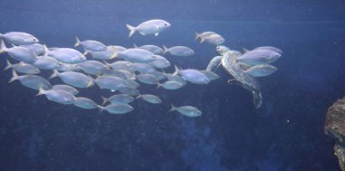 Bir grup balıkla akvaryumda yüzen kaplumbağa.