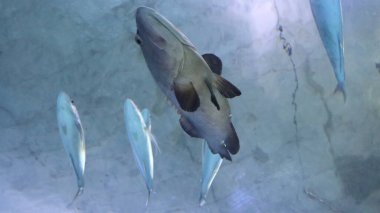 Akvaryumda suda yüzen balıklar. Suda yüzen balıklar.