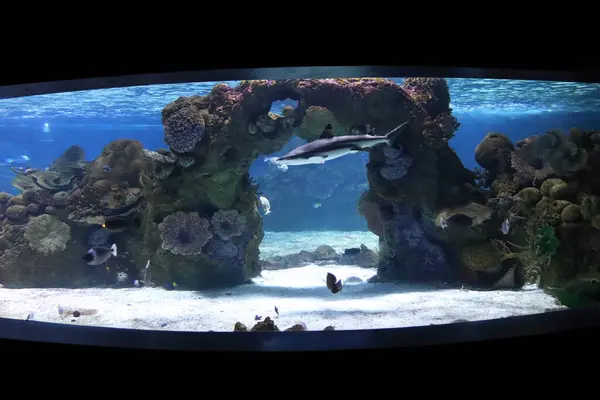 Çeşitli balık ve mercanları olan tropik bir akvaryum..