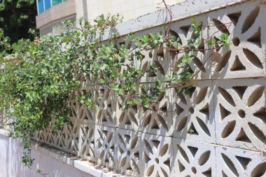 Kıbrıs 'ta bir evin duvarına tırmanmak.